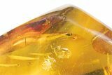 Large, Polished Amber With Fossil Ant ( gram) - Mexico #102515-1